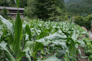 とうもろこし収穫体験（６月２５日）