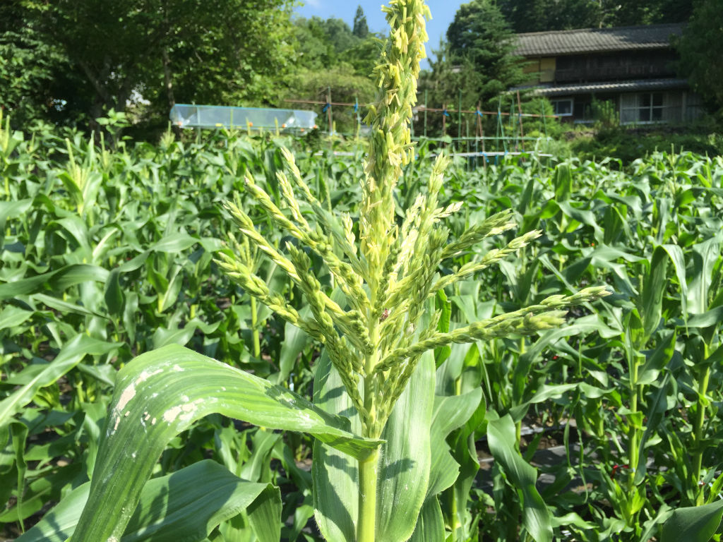 とうもろこしの花が咲きました