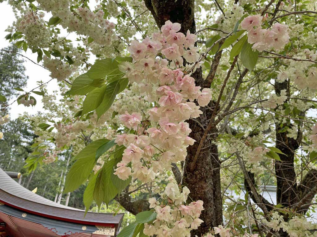 ざく 神社 かな ら